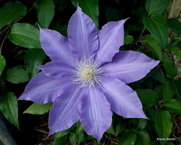 H.F.Young Clematis