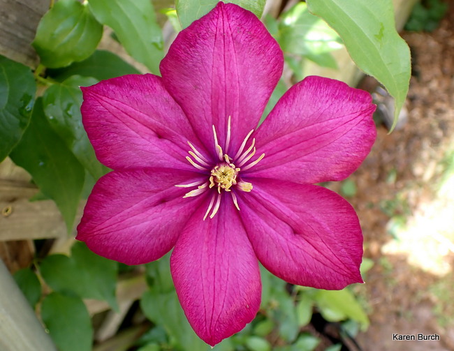Clematis City of Lyon