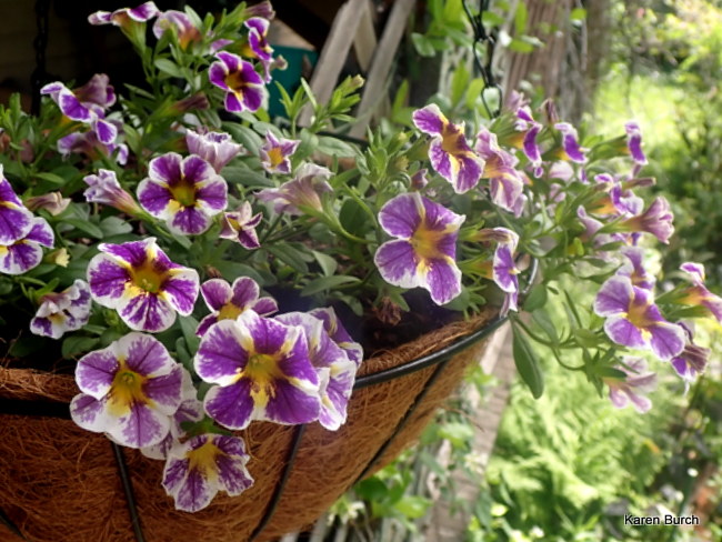 Superbells Holy Smokes Calibrachoa