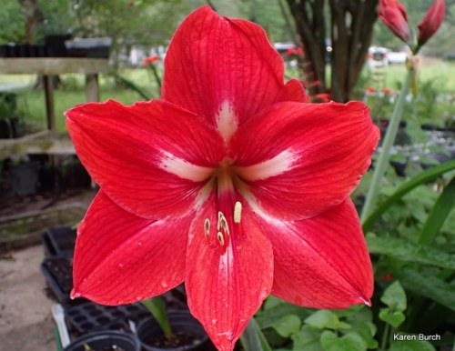 Amaryllis Red Seedling grown from seeds