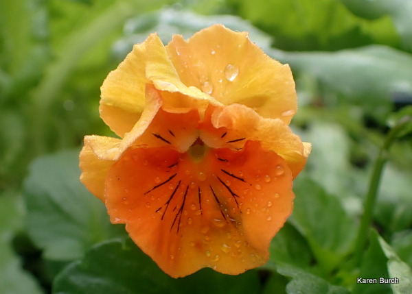 Flirty Skirts Pansy Orange