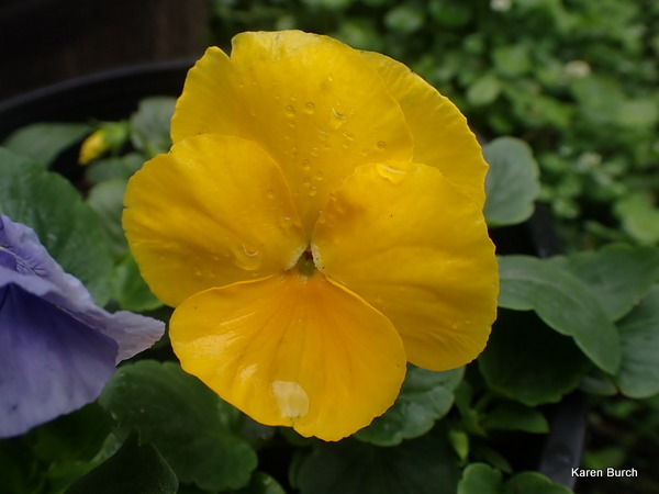 Delta Pure Colors Mix Pansy Seeds