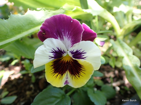 Swiss Giant Pansy Viola Wittrockiana