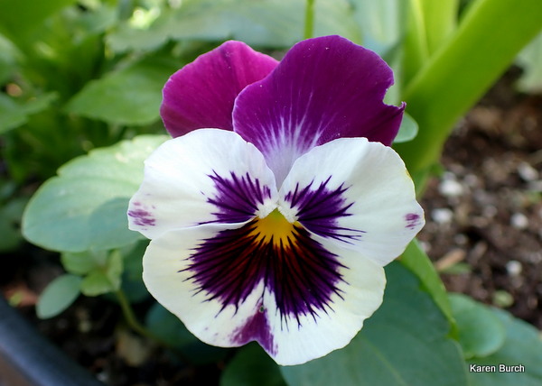 Swiss Giant Pansy Viola Wittrockiana