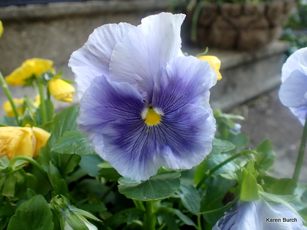 Delta Pure Colors Mix Pansy Seeds Lavender