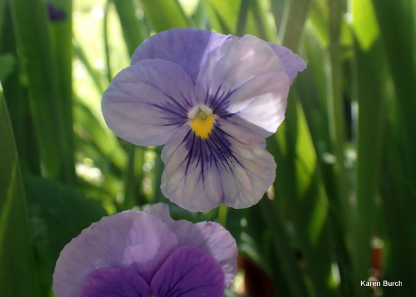 Pansy Got the Blues