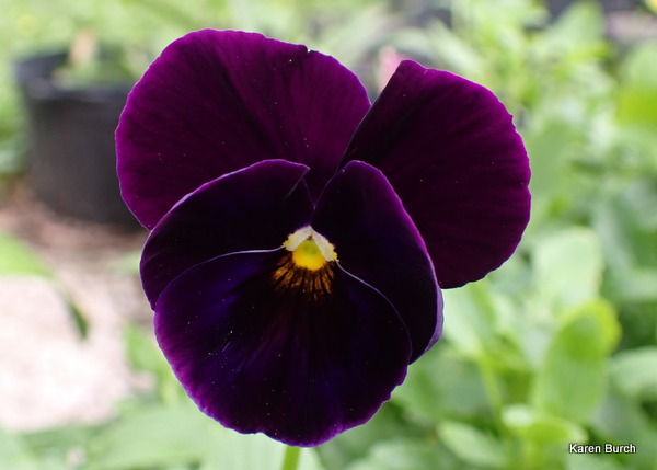 Pansy Got the Blues