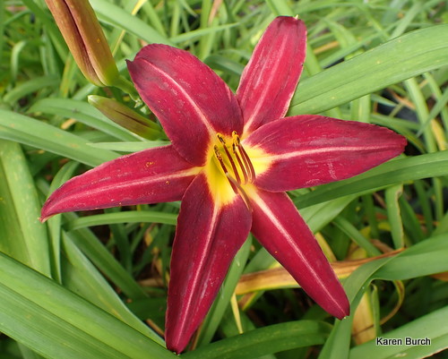 Little Business x Red Ribs seedling