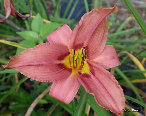 Little Business x unknown seedling