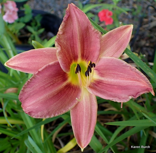 Little Grapette x Unknown