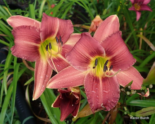 Little Grapette x unknown