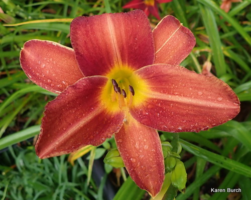 Red Ribs x unknown seedling