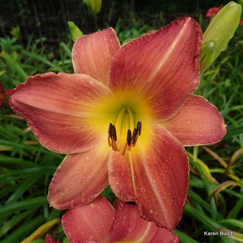 unknown daylily seedling