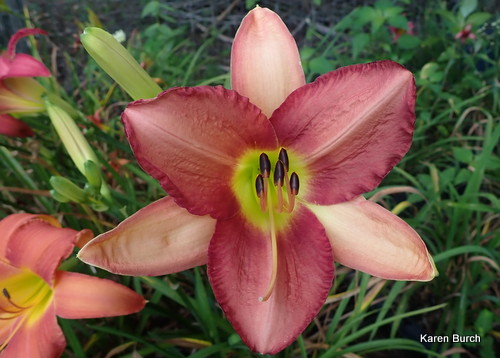 Little Grapette x unknown