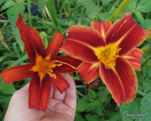 Red Ribs Seedling and Red Ribs seedling x Little Grapette