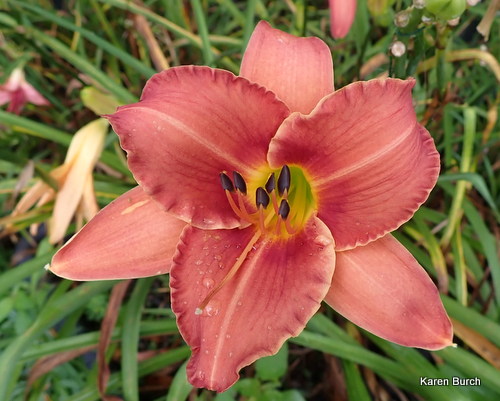 Little Grapette x unknown