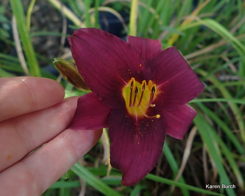 Little Grapette x Little Business Seedling