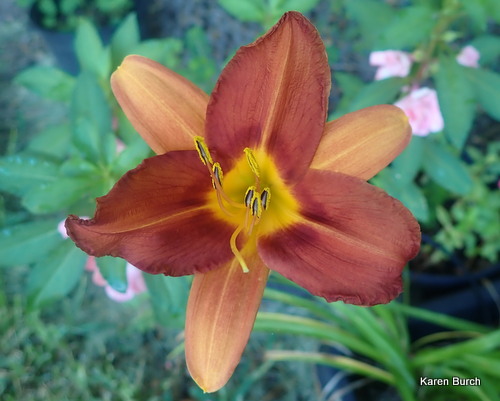 Red Ribs x unknown seedling