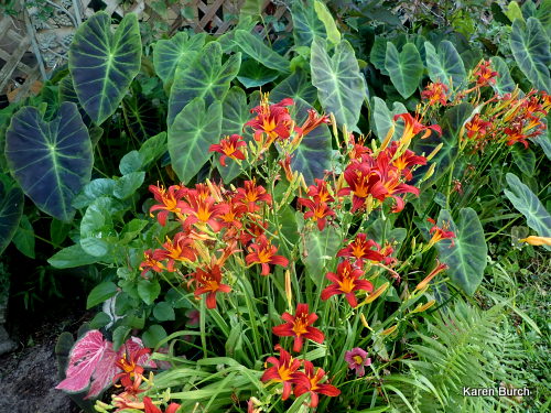 Red ribs seedlings and Illustris elephant ear