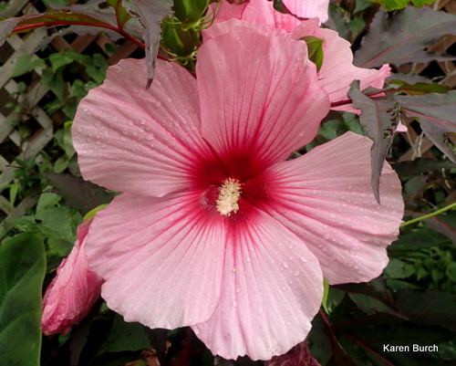 Pink with Red eye Hardy Hibiscus grown from seeds