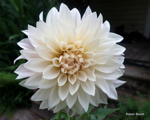 Fluerel Dahlia