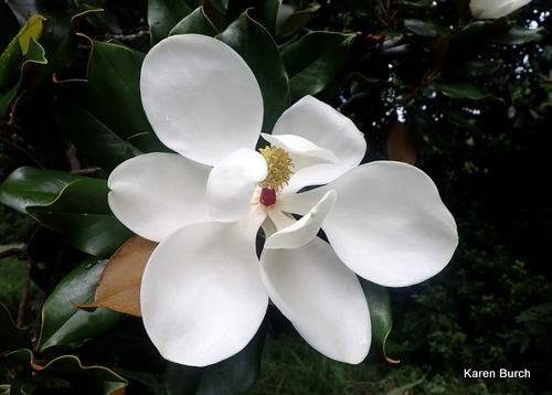 Magnolia Bloom fully open