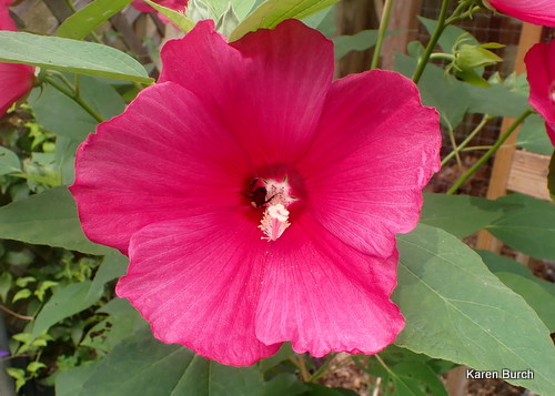 Hardy hibiscus with soft velvet green leaves