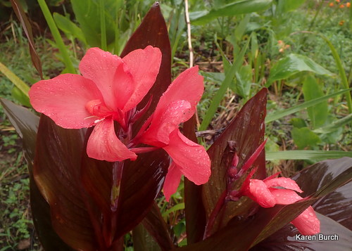 Peach colored canna lily with bronze leaves