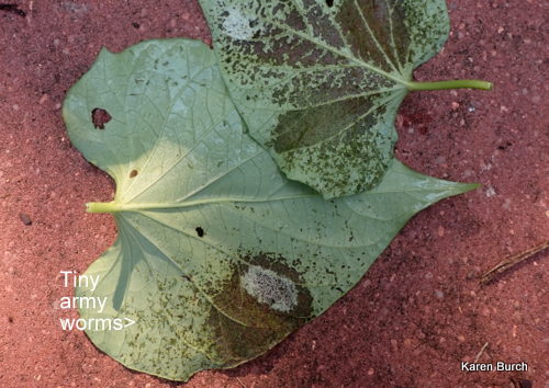 Army worms on sweet potato leaves