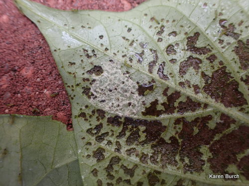 Army worms on sweet potato leaves