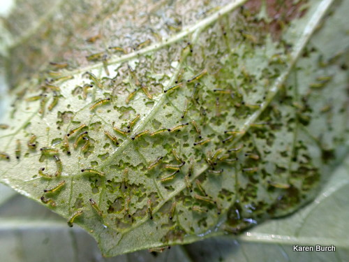 Army worms on sweet potato leaves