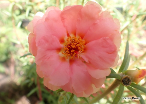 Salmon Moss Rose Portulaca and seed pod