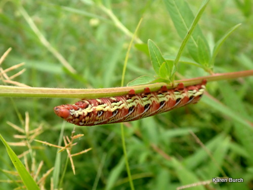 Sphinx Moth Caterpillar