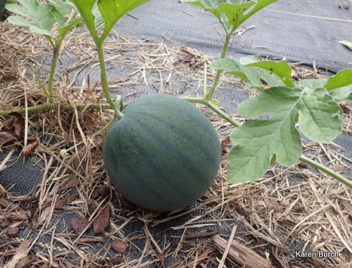 Sugar Baby watermelon on the vine