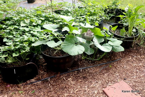 Pumpkin Growing in a Large Pot