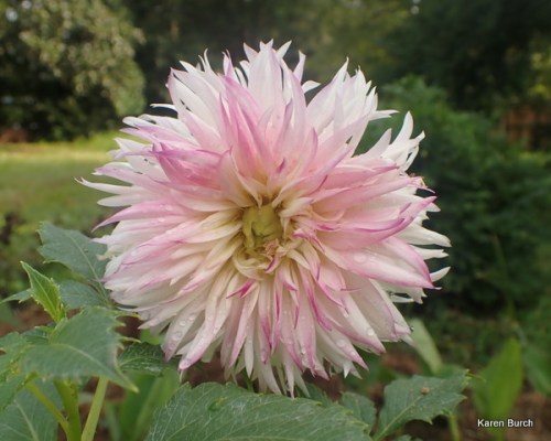 Dahlia purchased as Pretty Lucie