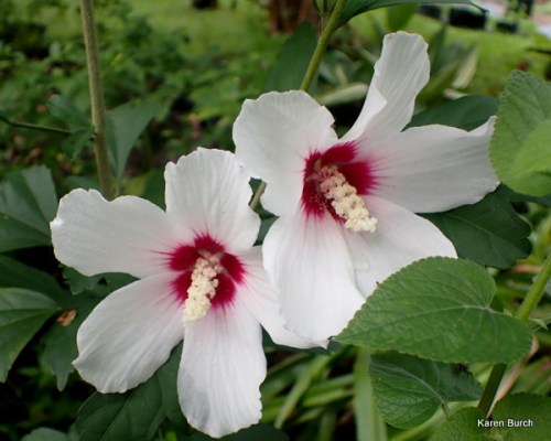 Rose of sharon white
