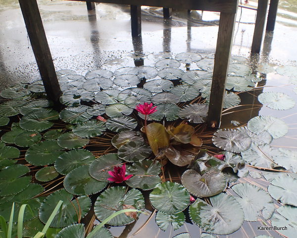 These red waterlilies are in full bloom