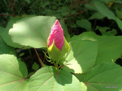 hardy hibiscus bud