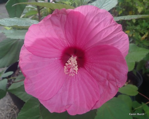 Hardy hibiscus grown from seeds pink with red center