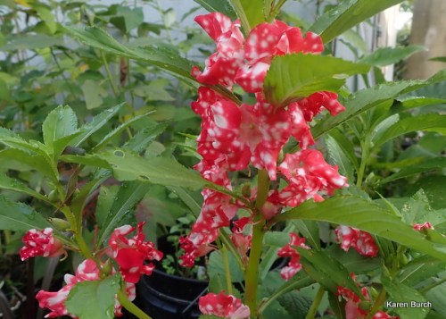 Balsam Impatiens Red with white spots Candy Cane
