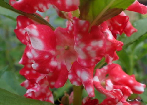 Balsam Impatiens Red with white spots Candy Cane