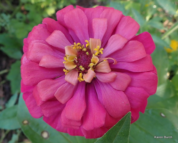 Zinnia pink with purple in the center