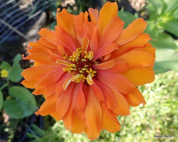 Bright orange Cactus zinnia 