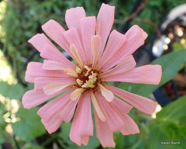 Zinnia porcelain pink