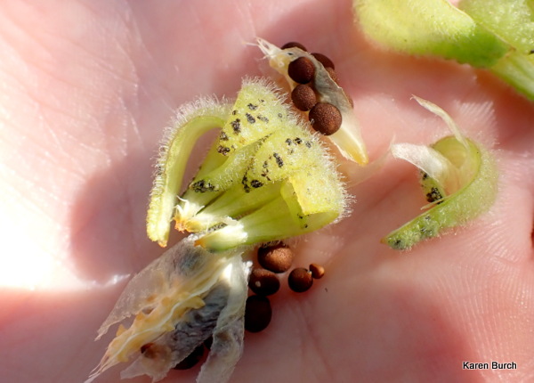 Balsam Impatiens Seeds