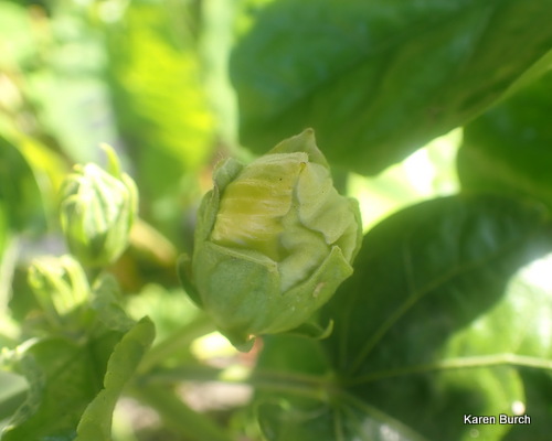 Tropical hibiscus bloom bud 7 days before blooming