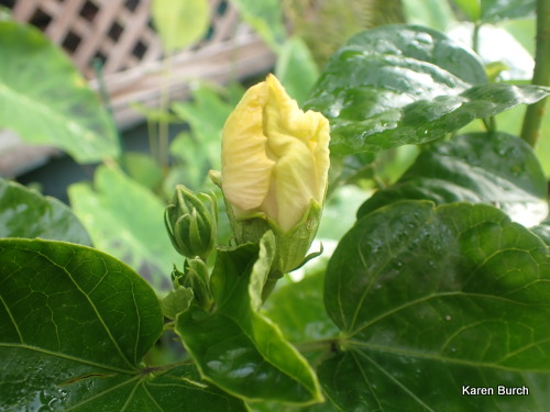 Tropical hibiscus bloom bud 5 days before blooming