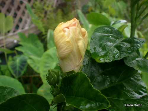 Tropical hibiscus bloom bud 1 day before blooming