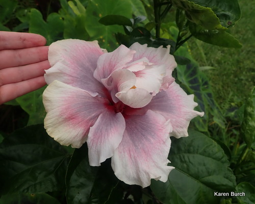 Double Tropical Hibiscus Bloom smoky purple, pink and white